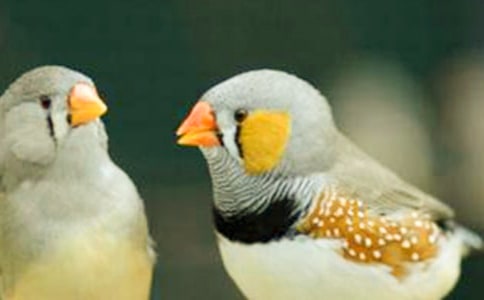 課文珍珠鳥(niǎo)教學(xué)實(shí)錄