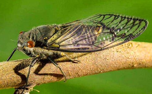 捉知了作文(精選34篇)