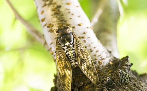 [���T]׽֪������