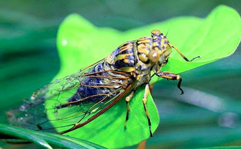 抓知了作文12篇(經典)