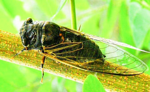 捉知了作文【必備】