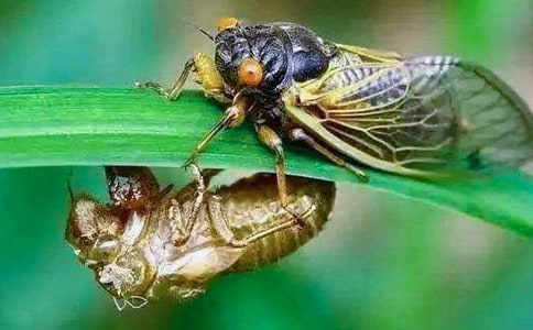 捉知了作文(薦)