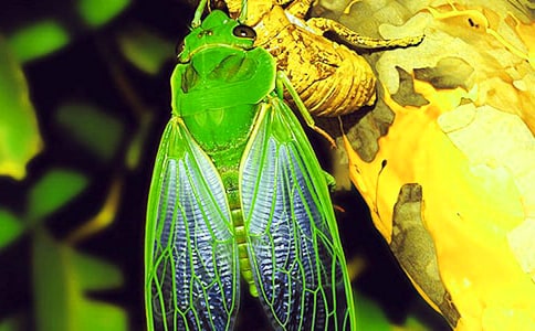 捉“知了猴”作文