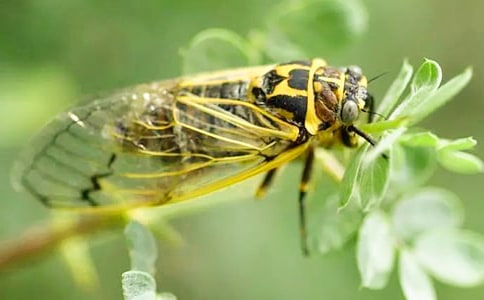 (熱)知了猴作文