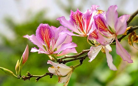 �茑���G���ĺ��~�þ�öη���