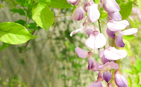 ����Ʒ�����ٻ���������ƪ