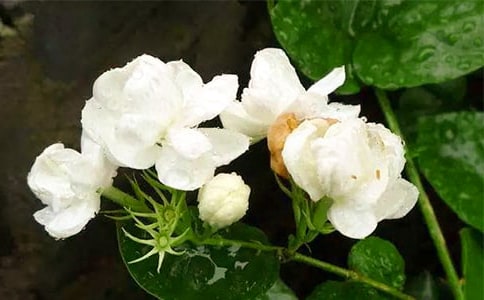 描寫(xiě)茉莉花的詩(shī)句