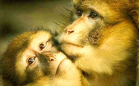 寫動物的作文:悼狒狒(通用5篇)