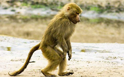 悼狒狒作文850字