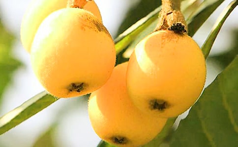 枇杷的作文大全(15篇)