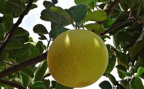 ����Ƥ�Ĺ�Ч�c���ü�ʳ�÷���