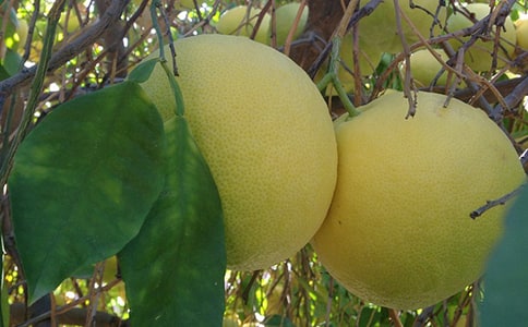 ���ӂ���������