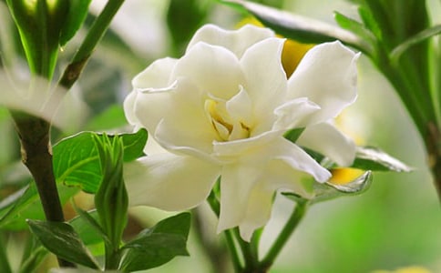 梔子花開作文集錦【14篇】