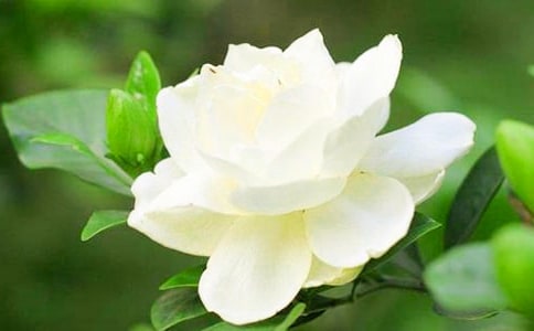 梔子花開(kāi)作文(精華15篇)