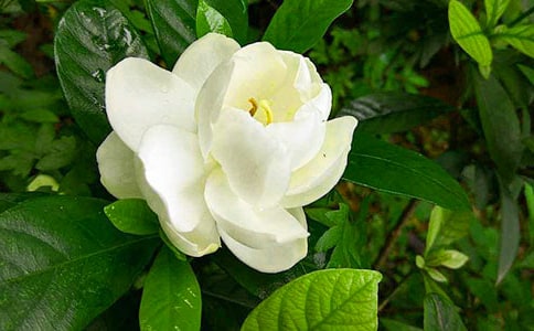 梔子花開作文(常用15篇)