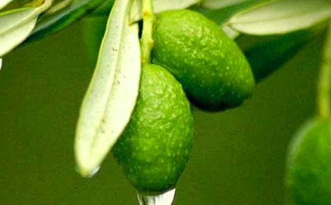 �ϙ��͵�����