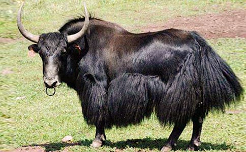 ����ţ�������Ȍ��ߺ���ԭֲ��Ⱥ����N�����Ե�Ӱ�