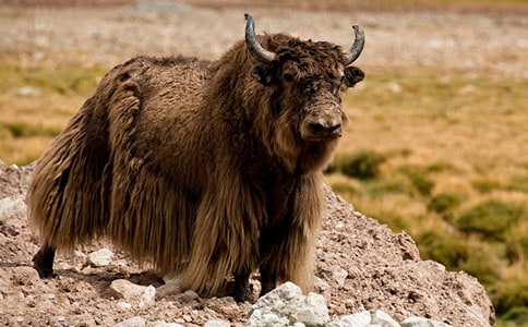 ��ţ��ǜ���������ʲô��