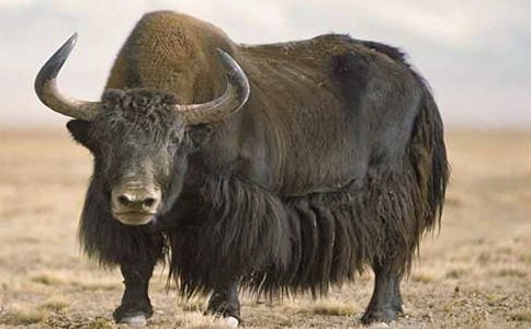 牦牛肉干推銷詞