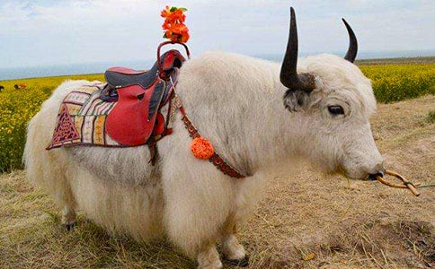 ����CUE-MATE����+D-PG���T��������ţͬ�ڰl���Ч���^��