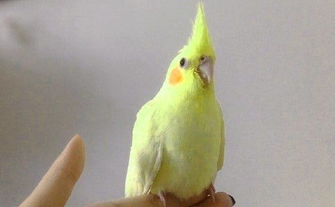 調皮的鸚鵡作文