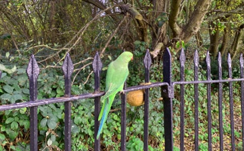 藍頂亞馬遜鸚鵡的價格 藍頂亞馬遜鸚鵡飼養方法