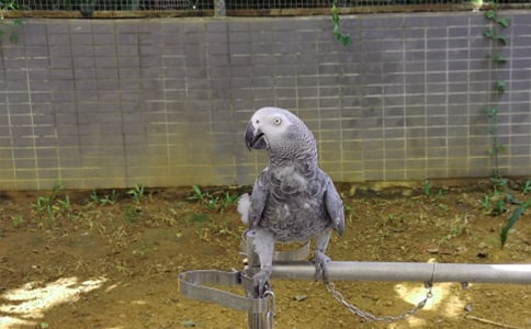 紅額鸚鵡的飼養(yǎng)方法 紅額鸚鵡的價格