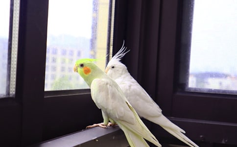 (精華)我家的鸚鵡作文15篇