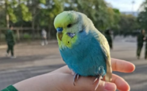 小鸚鵡作文通用(15篇)