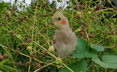 亞歷山大鸚鵡的價(jià)格