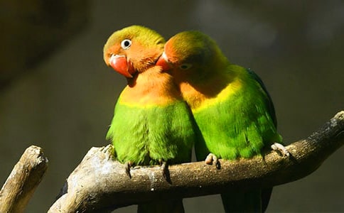 小鸚鵡作文15篇【通用】