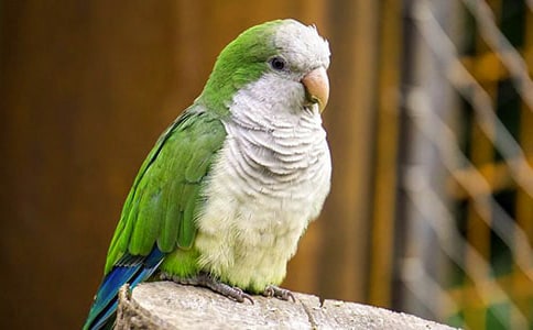 (經典)可愛的小鸚鵡作文