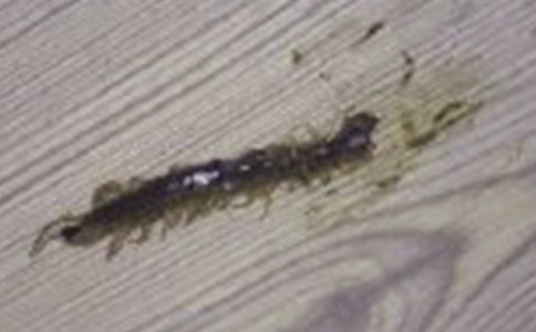 大班體育優(yōu)秀教案《蜈蚣走路》含反思