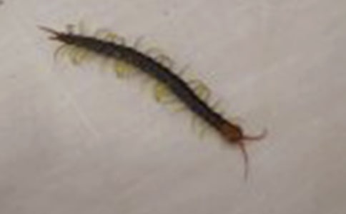 大班體育教案:蜈蚣競走