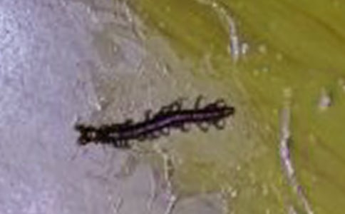 ������ģ����x25ƪ��