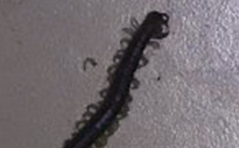 刻薄的蜈蚣的故事