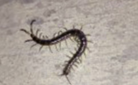 小蜈蚣的魔法鞋童話作文