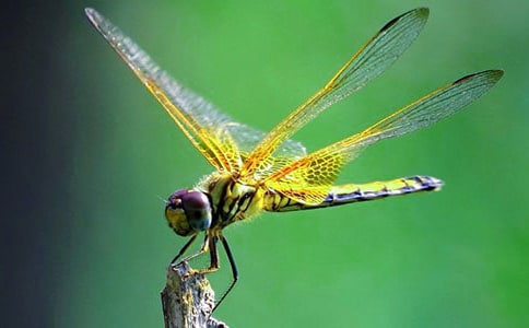 (薦)捉蜻蜓作文