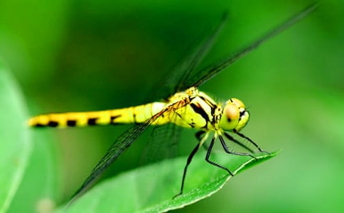 捉蜻蜓作文(必備15篇)