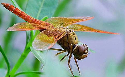 捉蜻蜓作文【優秀】