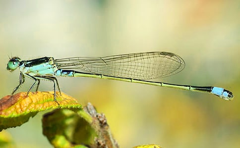 (集合)放飛蜻蜓看圖寫話6篇