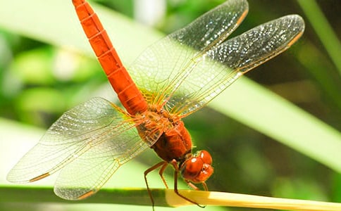 捉蜻蜓作文(錦集15篇)