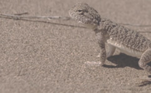 假如蝸牛選擇像蜥蜴一樣初中作文