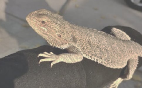 ��(m��ng)Ҋ������ʲô����