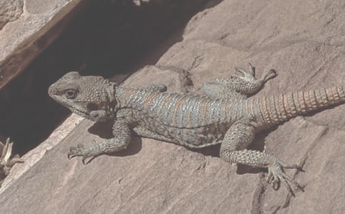 科學小故事50字:蜥蜴作文