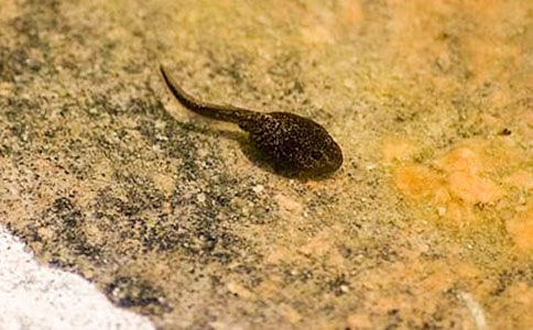 小蝌蚪的夢想10篇(精華)