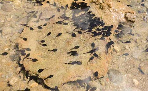 捉蝌蚪作文優秀【15篇】