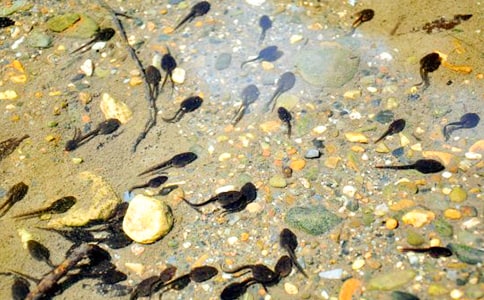 關于小蝌蚪的作文14篇(優選)