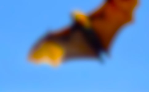 《蝙蝠和雷達》課文