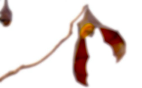 �������c���_���̌W��䛽��䡾5ƪ��